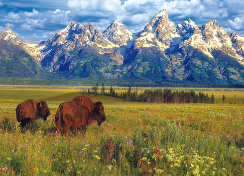 EUROGRAPHICS GRAND TETON NATIONAL PARK 1000 PIECE PUZZLE
