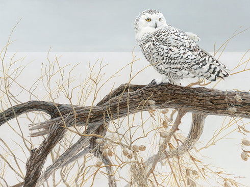 FALLEN WILLOW SNOWY OWL 500 PIECE PUZZLE - BATEMAN. ROBERT