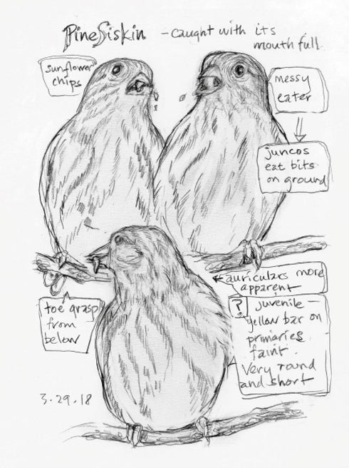 THE BACKYARD BIRD CHRONICLES