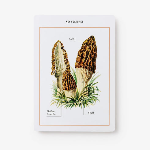 MUSHROOM IDENTIFICATION FLASHCARDS - THE NEW YORK BOTANICAL GARDEN