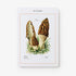 MUSHROOM IDENTIFICATION FLASHCARDS - THE NEW YORK BOTANICAL GARDEN