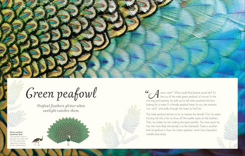 AN ANTHOLOGY OF EXQUISITE BIRDS (DK CHILDREN'TS ANTHOLOGIES) - HOARE. BEN