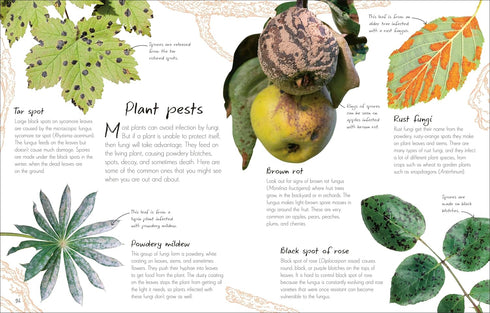 AN ANTHOLOGY OF FUNGI: A COLLECTION OF MUSHROOMS, TOADSTOOLS AND OTHER FUNGI - D