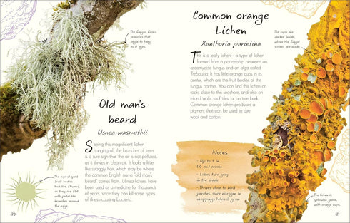 AN ANTHOLOGY OF FUNGI: A COLLECTION OF MUSHROOMS, TOADSTOOLS AND OTHER FUNGI - D