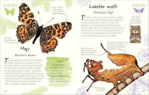 AN ANTHOLOGY OF BUTTERFLIES AND MOTHS: A COLLECTION FROM AROUND THE WORLD - DK