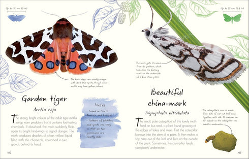 AN ANTHOLOGY OF BUTTERFLIES AND MOTHS: A COLLECTION FROM AROUND THE WORLD - DK