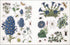 THE BOTANIST'S STICKER ANTHOLOGY (1,000+ VINTAGE STICKERS) - DK