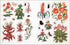 THE BOTANIST'S STICKER ANTHOLOGY (1,000+ VINTAGE STICKERS) - DK