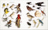 BEES, BIRDS & BUTTERFLIES STICKER ANTHOLOGY (1,000+ VINTAGE STICKERS) - DK
