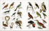 BEES, BIRDS & BUTTERFLIES STICKER ANTHOLOGY (1,000+ VINTAGE STICKERS) - DK