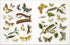 BEES, BIRDS & BUTTERFLIES STICKER ANTHOLOGY (1,000+ VINTAGE STICKERS) - DK