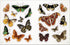 BEES, BIRDS & BUTTERFLIES STICKER ANTHOLOGY (1,000+ VINTAGE STICKERS) - DK