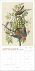 AUDUBON’S WATERCOLORS 2026 WALL CALENDAR