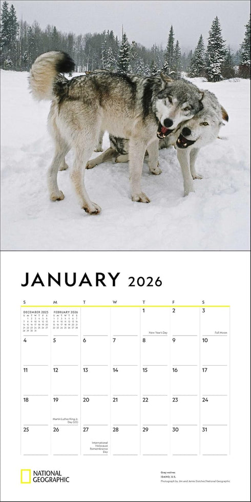 NATIONAL GEOGRAPHIC: WOLVES 2026 WALL CALENDAR