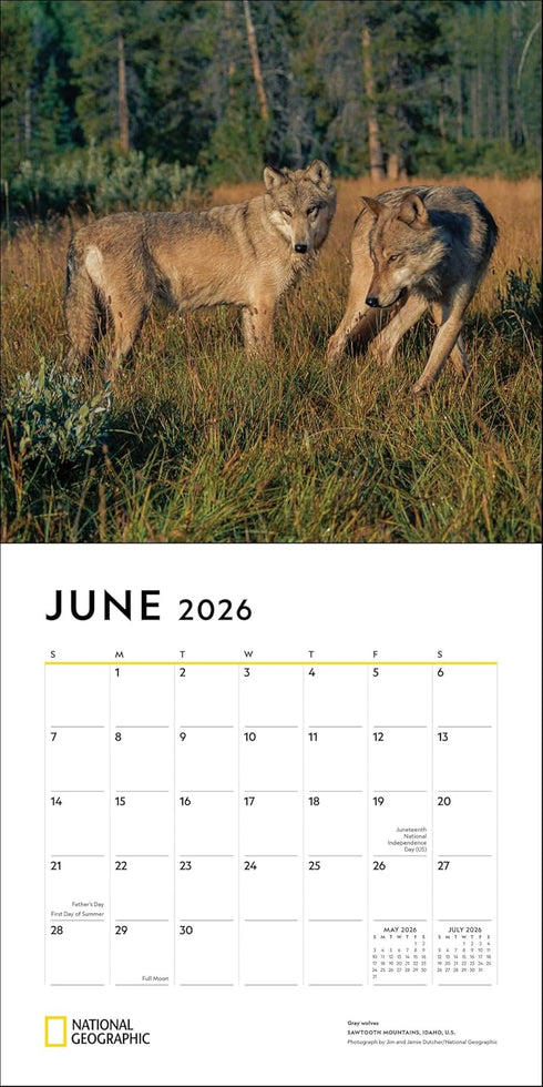 NATIONAL GEOGRAPHIC: WOLVES 2026 WALL CALENDAR