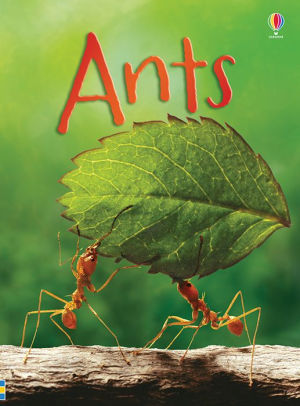 ANTS (BEGINNERS) - BOWMAN. LUCY