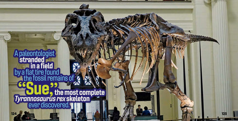 WEIRD BUT TRUE! DINOSAURS: 300 DINO-MITE FACTS TO SINK YOUR TEETH INTO - KIDS. N