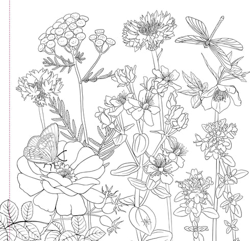 WILDFLOWERS ADULT COLORING BOOK - PETER PAUPER PRESS, INC.