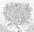 WILDFLOWERS ADULT COLORING BOOK - PETER PAUPER PRESS, INC.