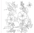 GOTH GARDEN COLORING BOOK - PETER PAUPER PRESS, INC.