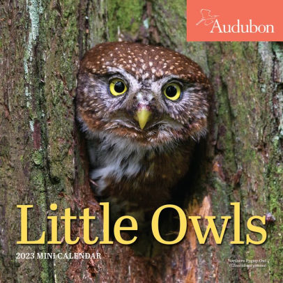 Audubon Little Owls Mini Wall Calendar 2023 - WORKMAN
