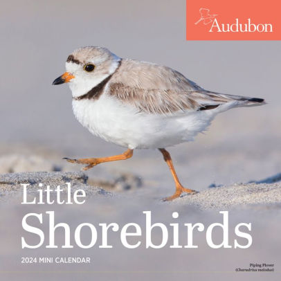 AUDUBON LITTLE SHOREBIRDS MINI WALL CALENDAR 2024 - WORKMAN CALENDARS