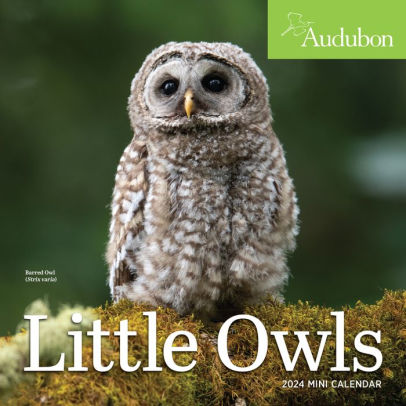 AUDUBON LITTLE OWLS MINI WALL CALENDAR 2024 - WORKMAN CALENDARS