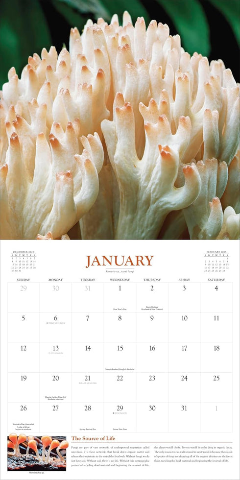 FANTASTIC FUNGI WALL CALENDAR 2025 - WORKMAN CALENDARS