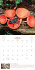 FANTASTIC FUNGI WALL CALENDAR 2025 - WORKMAN CALENDARS