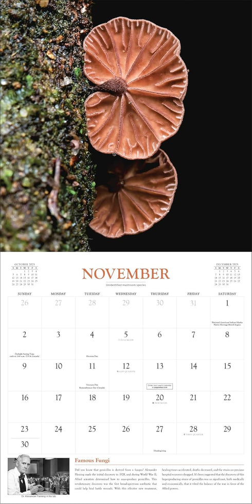 FANTASTIC FUNGI WALL CALENDAR 2025 - WORKMAN CALENDARS