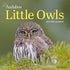 AUDUBON LITTLE OWLS MINI WALL CALENDAR 2025 - NATIONAL AUDUBON SOCIETY