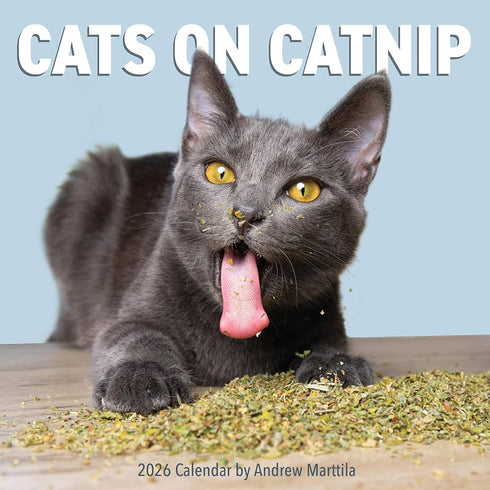 CATS ON CATNIP WALL CALENDAR 2026