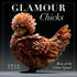 2026 GLAMOUR CHICKENS 7X7 MINI WALL CALENDAR