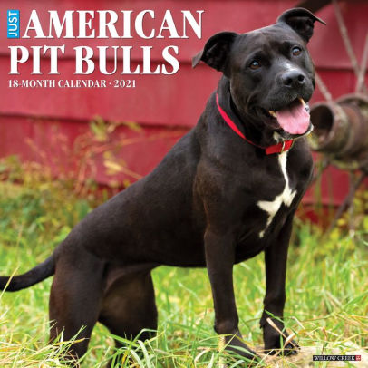 AMERICAN PIT BULL TERRIERS 2021 WALL CALENDAR -
