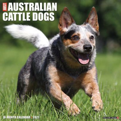 AUSTRALIAN CATTLE DOGS 2021 WALL CALENDAR -