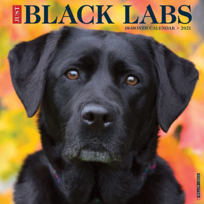 BLACK LABS 2021 WALL CALENDAR -