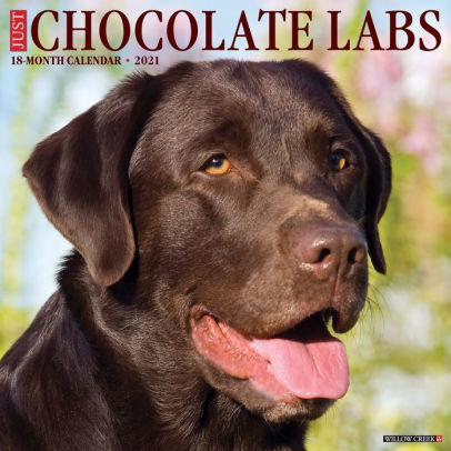 CHOCOLATE LABS 2021 WALL CALENDAR -