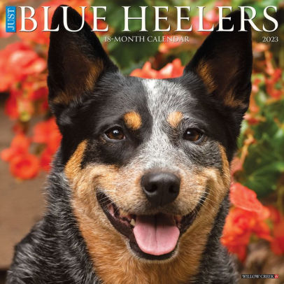 BLUE HEELERS 2023 WALL CALENDAR - WILLOW CREEK PRESS