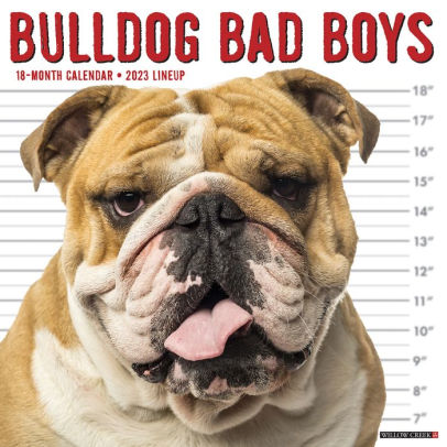 BULLDOG BAD BOYS 2023 WALL CALENDAR - WILLOW CREEK PRESS