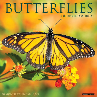 BUTTERFLIES 2023 WALL CALENDAR - WILLOW CREEK PRESS