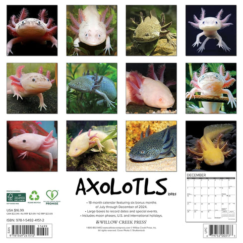 AXOLOTLS 2025 WALL CALENDAR - WILLOW CREEK PRESS