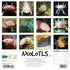 AXOLOTLS 2025 WALL CALENDAR - WILLOW CREEK PRESS