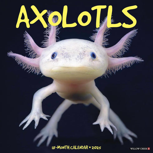 AXOLOTLS 2025 WALL CALENDAR - WILLOW CREEK PRESS