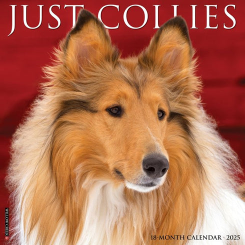 COLLIES 2025 WALL CALENDAR - WILLOW CREEK PRESS
