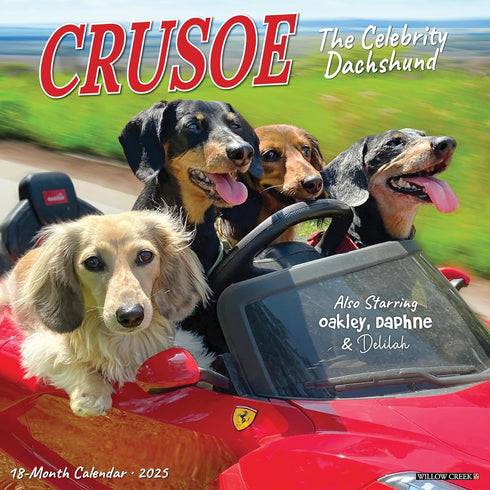 CRUSOE THE CELEBRITY DACHSHUND 2025 WALL CALENDAR - WILLOW CREEK PRESS