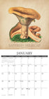 ART OF THE MUSHROOM 2025 WALL CALENDAR - WILLOW CREEK PRESS