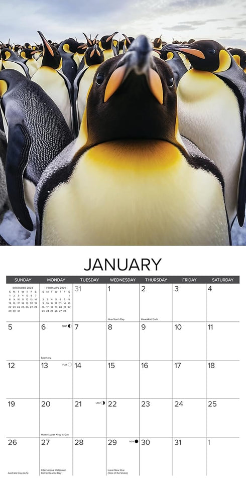 ANIMAL SELFIES 2025 WALL CALENDAR - WILLOW CREEK PRESS