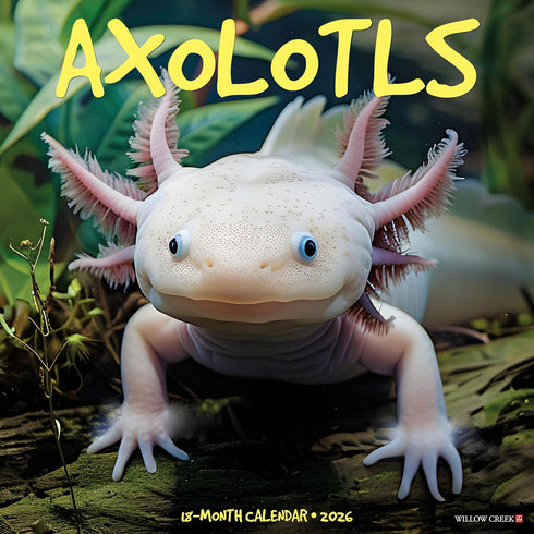 2026 AXOLOTLS WALL CALENDAR