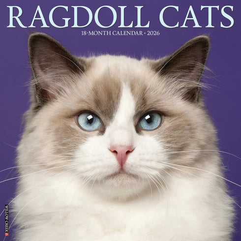 2026 RAGDOLL CATS WALL CALENDAR