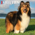 2026 SHELTIES WALL CALENDAR